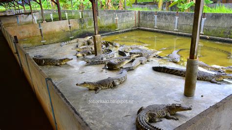 crocodile farm in singapore.